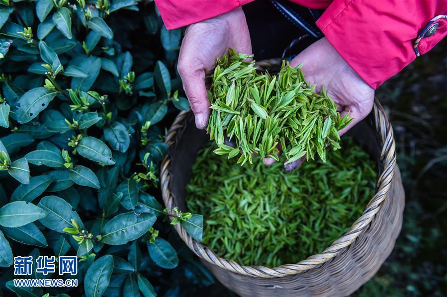Les célèbres feuilles de thé Longjing, de la ceuillette à la diffusion
