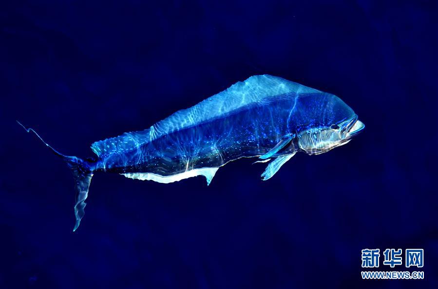 La mer de Chine méridionale et ses mahi-mahis