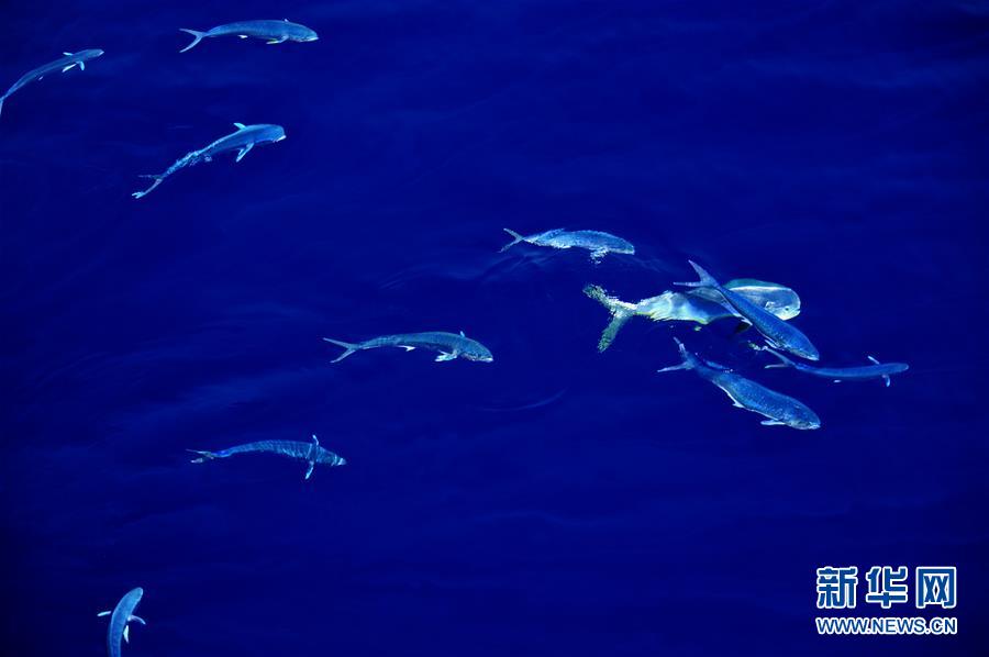 La mer de Chine méridionale et ses mahi-mahis