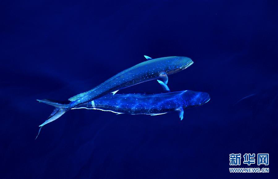 La mer de Chine méridionale et ses mahi-mahis