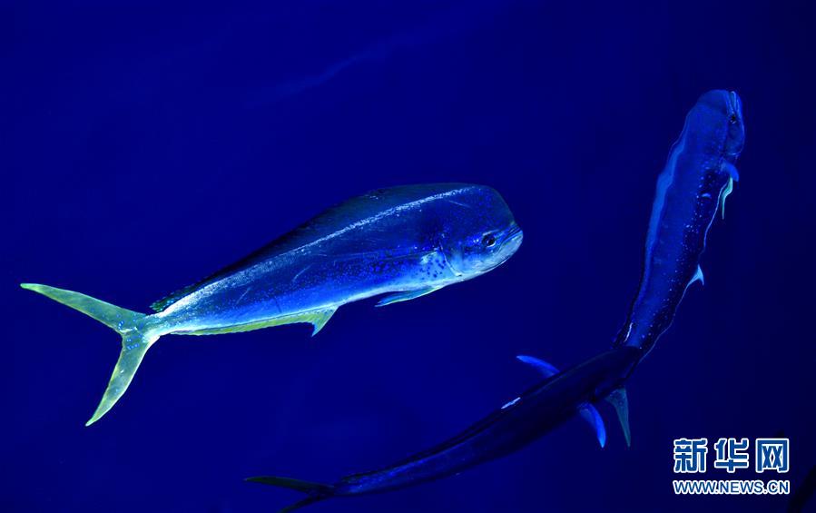 La mer de Chine méridionale et ses mahi-mahis