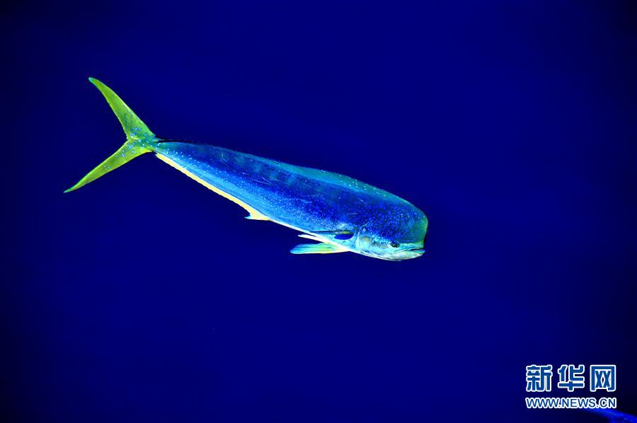 La mer de Chine méridionale et ses mahi-mahis