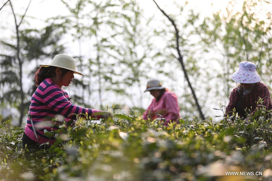 Un jardin de thé biologique dans les forêts d'Emei