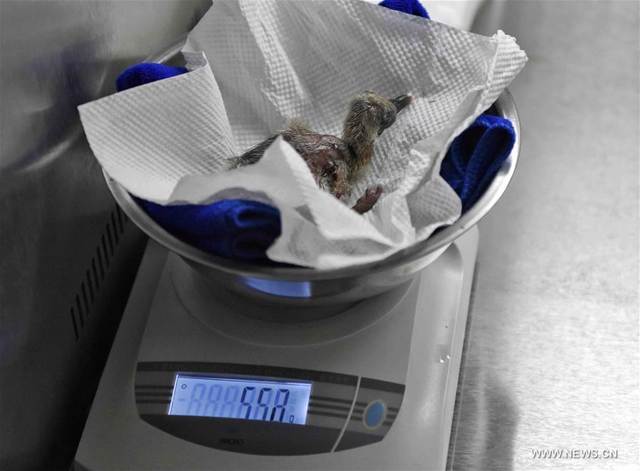 Naissance en Chine de deux bébés ibis à crête