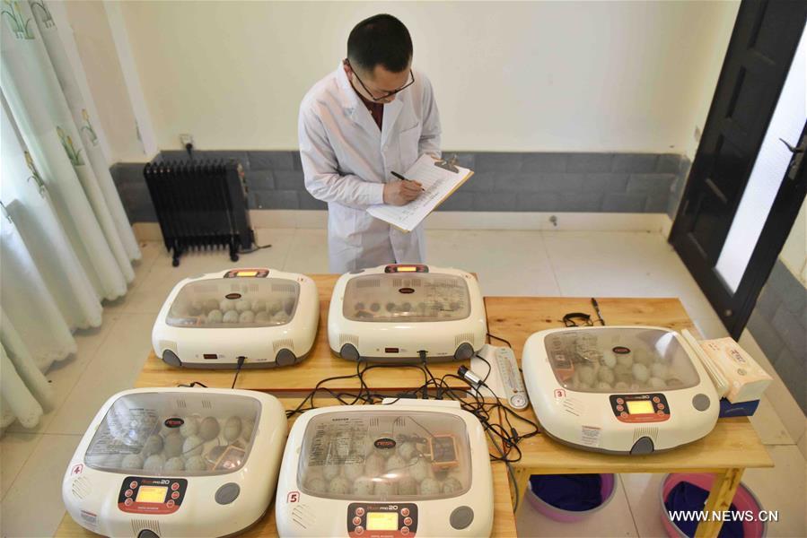 Naissance en Chine de deux bébés ibis à crête