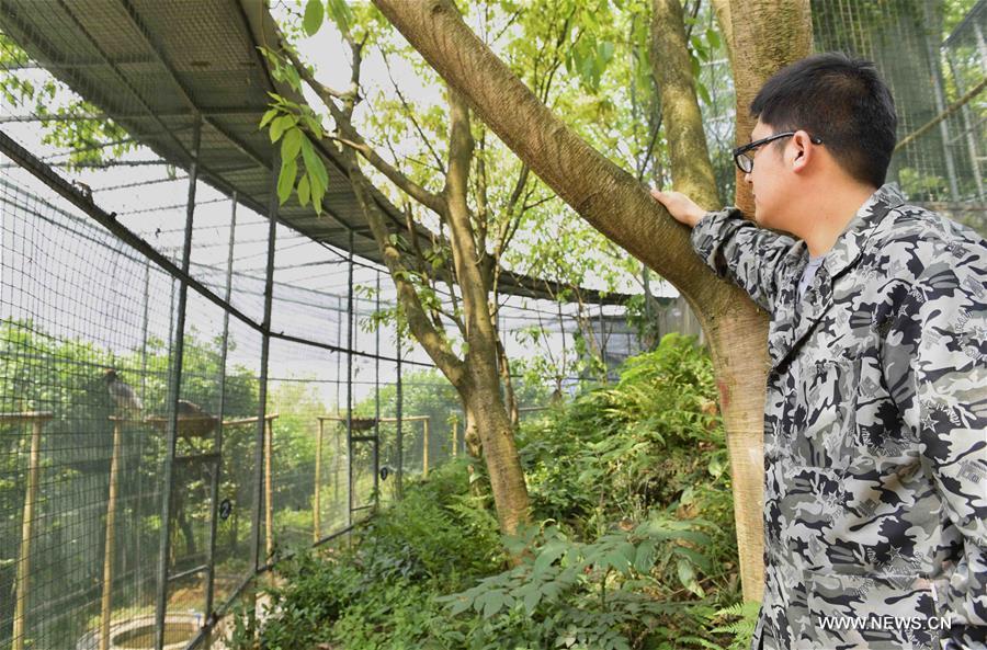 Naissance en Chine de deux bébés ibis à crête