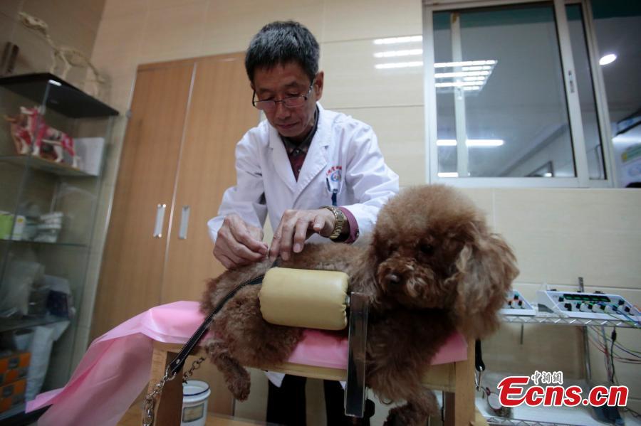 L'acupuncture pour traiter des chiens de compagnie