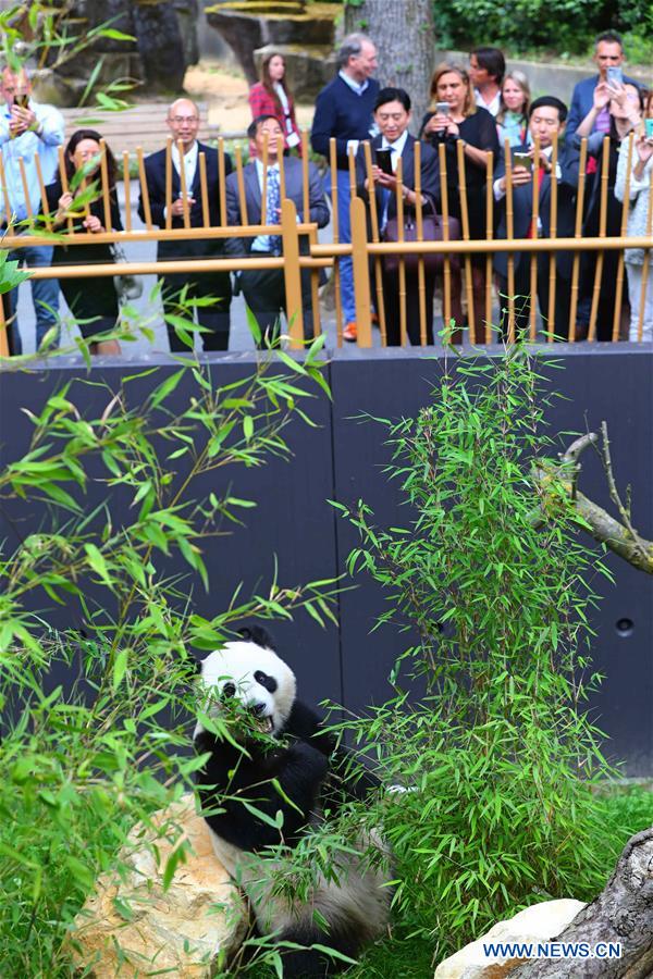 Débuts enchanteurs pour deux pandas géants dans un zoo néerlandais
