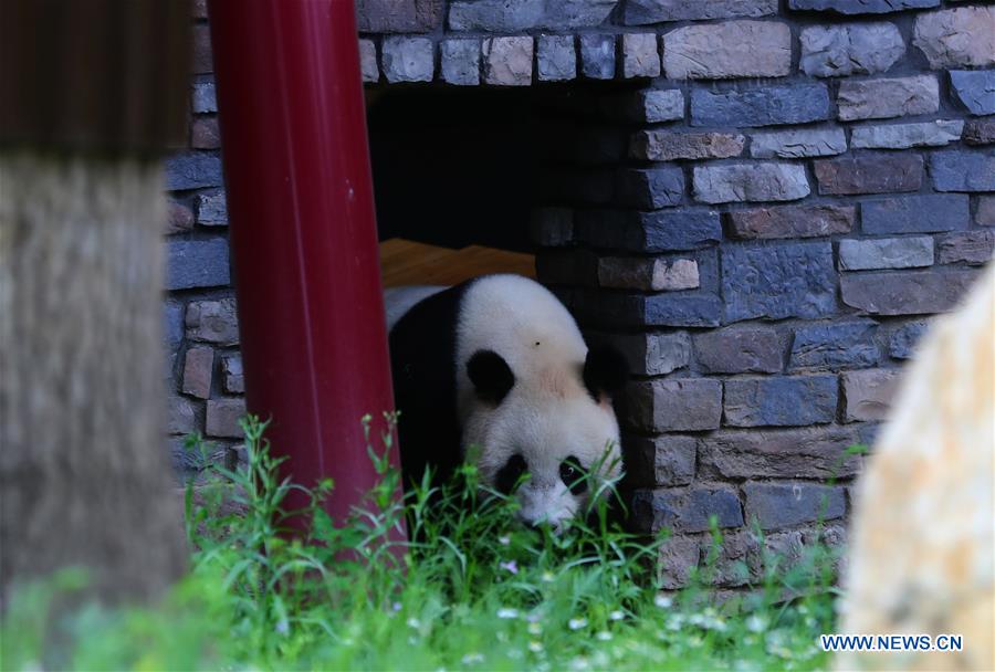 Débuts enchanteurs pour deux pandas géants dans un zoo néerlandais
