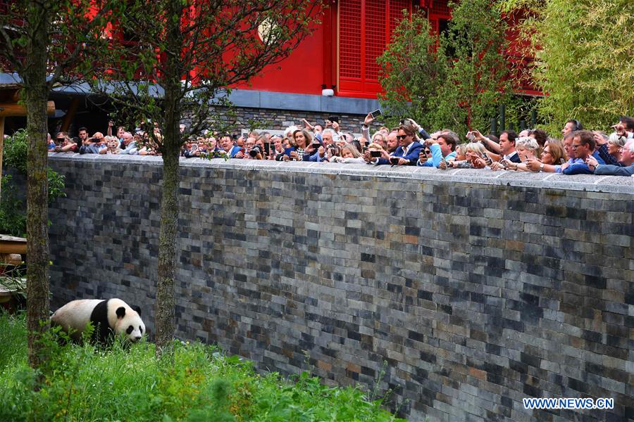 Débuts enchanteurs pour deux pandas géants dans un zoo néerlandais