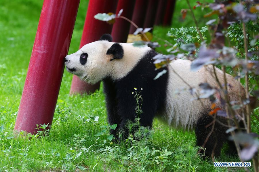 Débuts enchanteurs pour deux pandas géants dans un zoo néerlandais