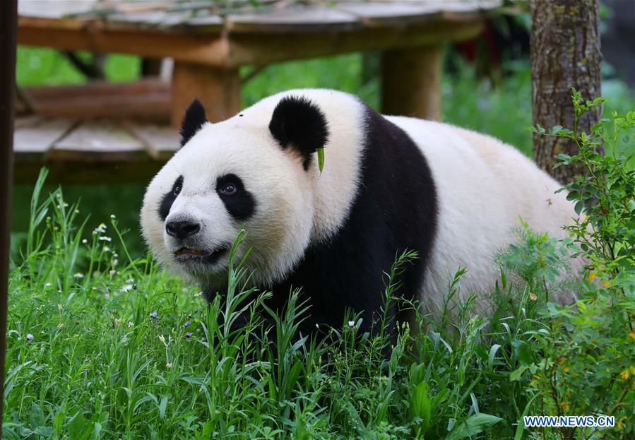 Débuts enchanteurs pour deux pandas géants dans un zoo néerlandais