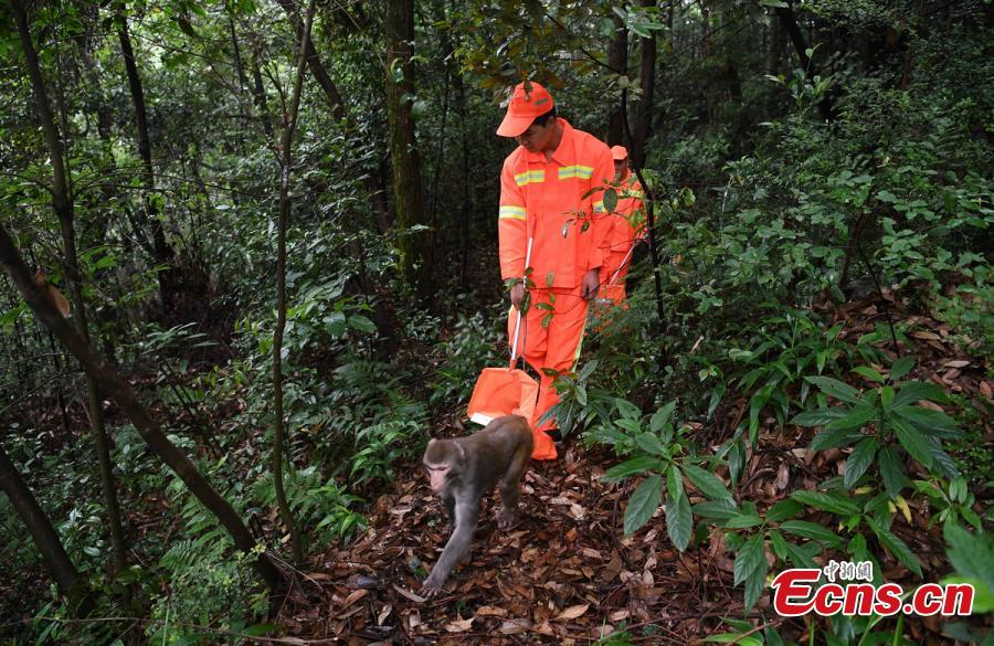 Quand les singes aident à garder un environnement propre