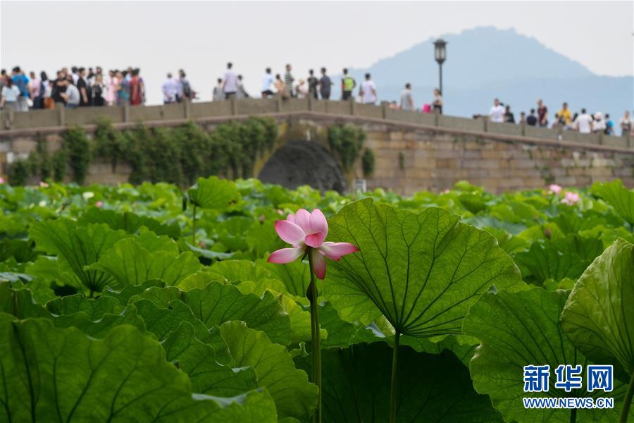 Les lotus en fleurs du Lac de l'Ouest