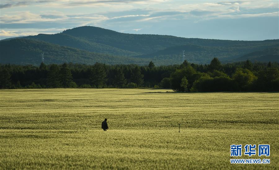 Les paysages estivaux de la prairie Hulunbuir