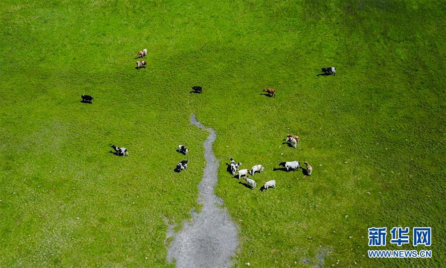 Les paysages estivaux de la prairie Hulunbuir