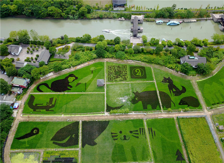 Rizières chinoises : de fabuleuses ?uvres d'art à Hangzhou