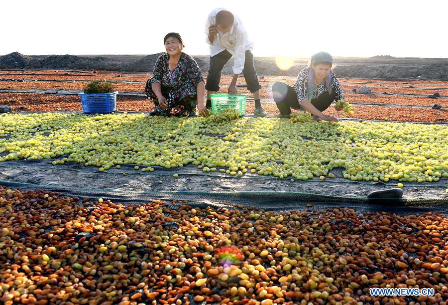 Production de raisins secs dans le Xinjiang