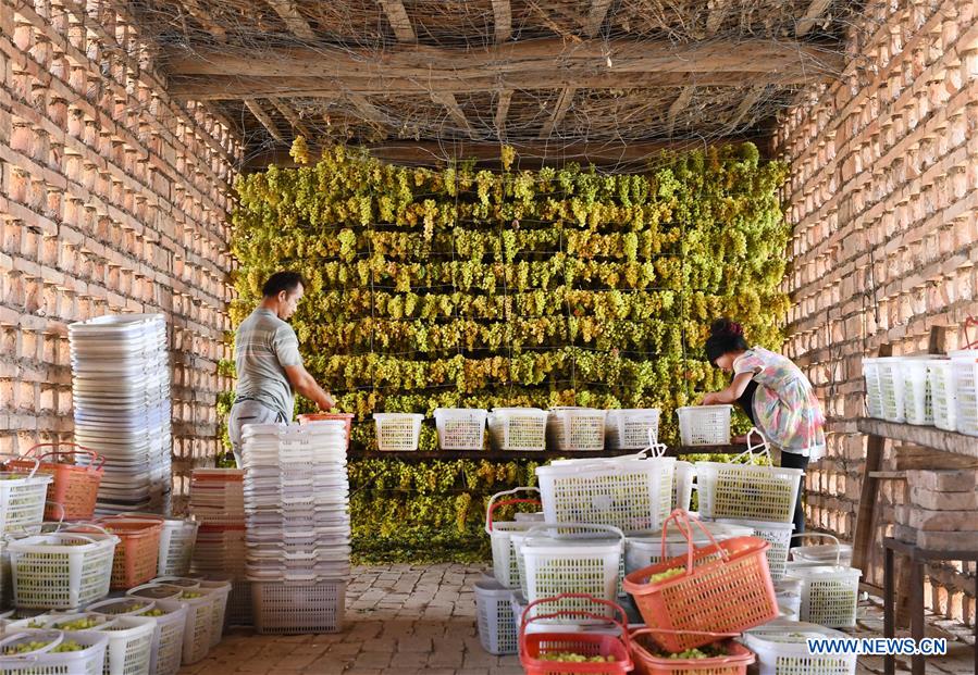 Production de raisins secs dans le Xinjiang