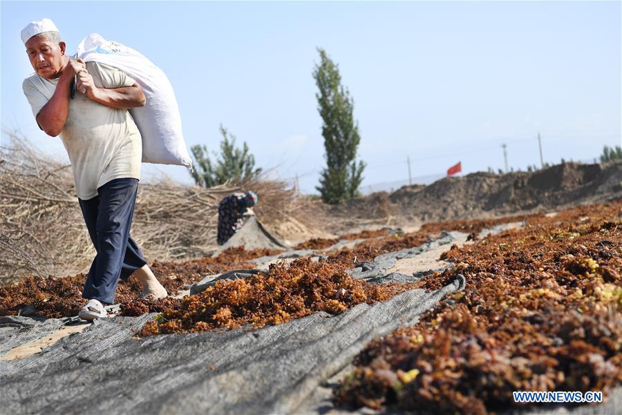 Production de raisins secs dans le Xinjiang