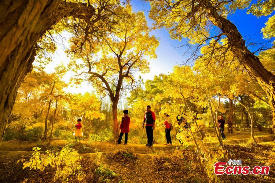 La forêt de peupliers du désert de Mogao aux couleurs de l'automne