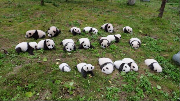 Chine : 36 pandas géants font leur première apparition en public