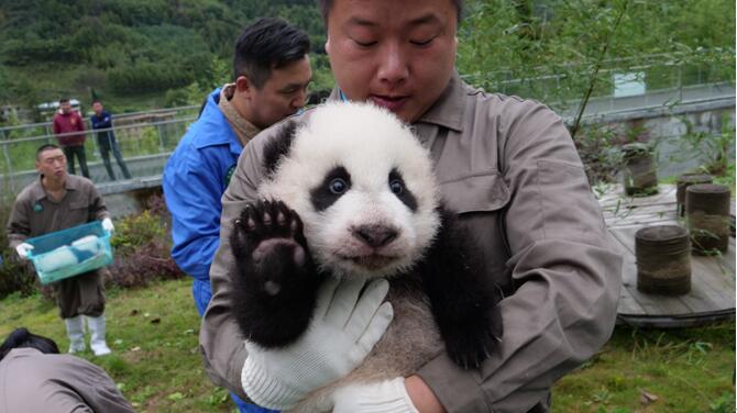 Chine : 36 pandas géants font leur première apparition en public