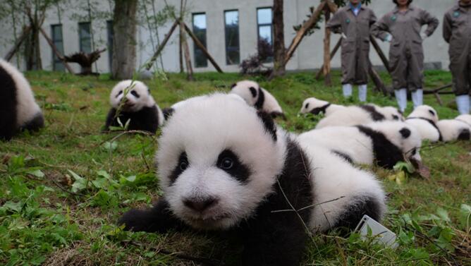 Chine : 36 pandas géants font leur première apparition en public
