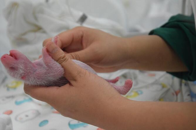 Chine : 36 pandas géants font leur première apparition en public