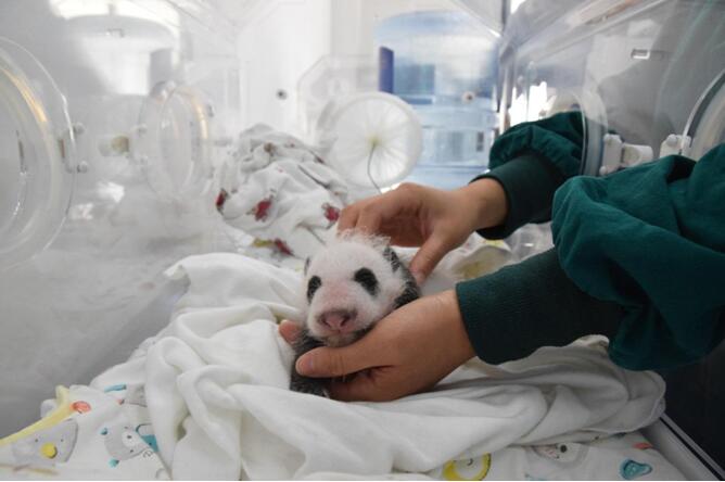 Chine : 36 pandas géants font leur première apparition en public