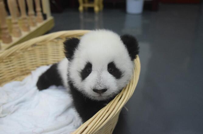 Chine : 36 pandas géants font leur première apparition en public