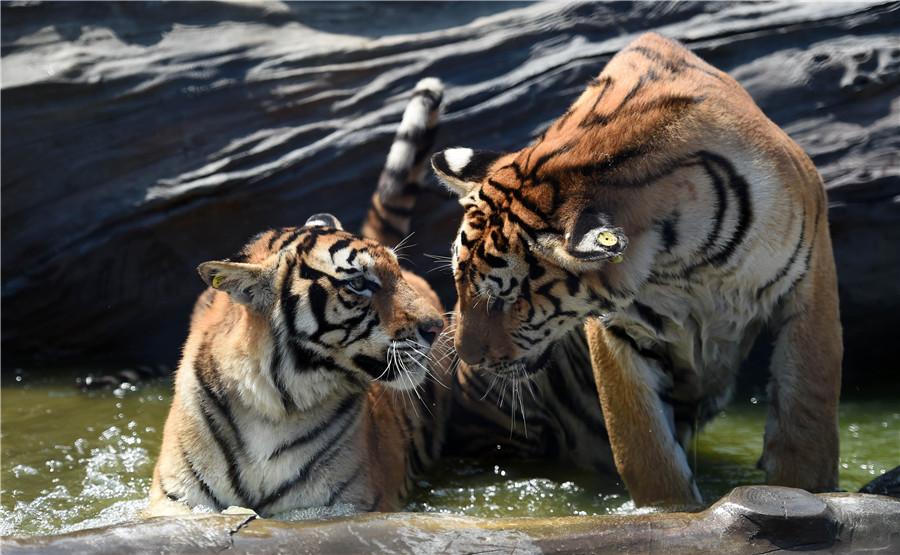 Chine : plus de zones vierges et de terres pour protéger la faune