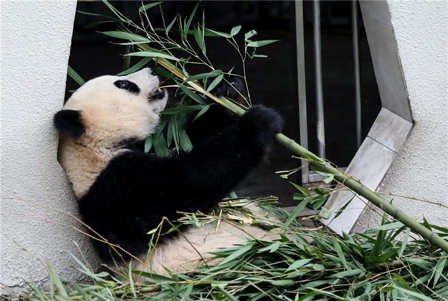 Chine : plus de zones vierges et de terres pour protéger la faune