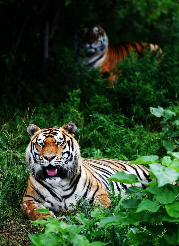 Chine : plus de zones vierges et de terres pour protéger la faune