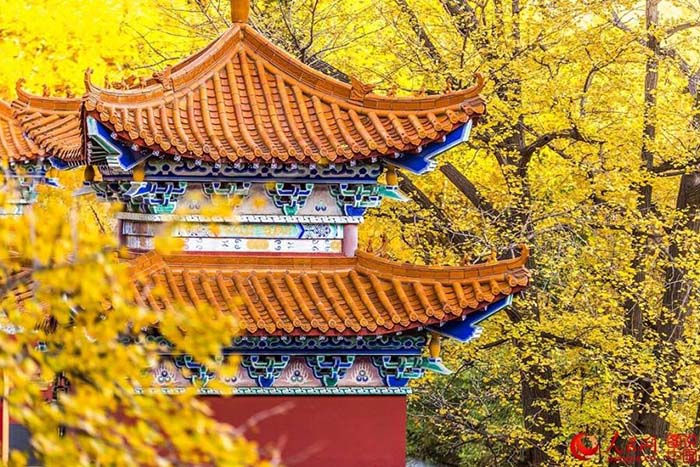 Décor d'automne et le charme des feuilles de ginkgos