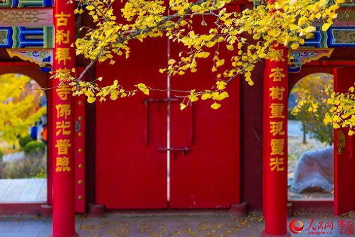 Décor d'automne et le charme des feuilles de ginkgos