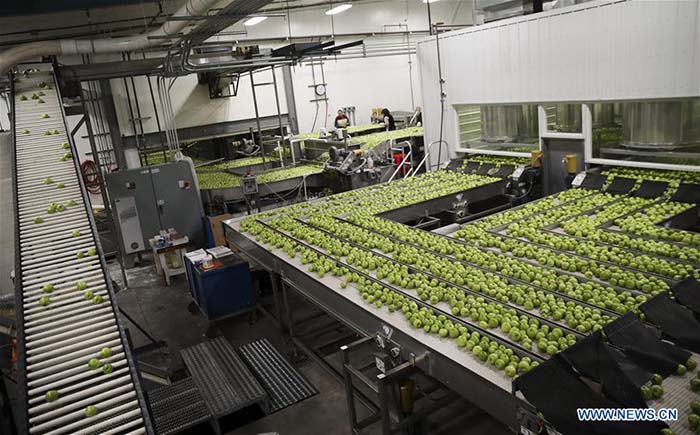 Exportation de pommes américaines en Chine via l'e-commerce 