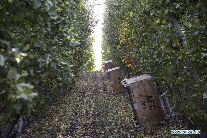 Exportation de pommes américaines en Chine via l'e-commerce 