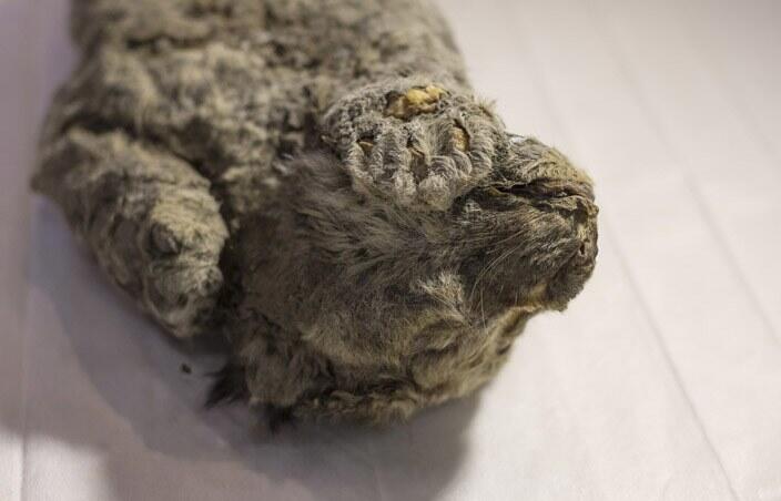 Découverte d'un lionceau des cavernes intact congelé en Sibérie