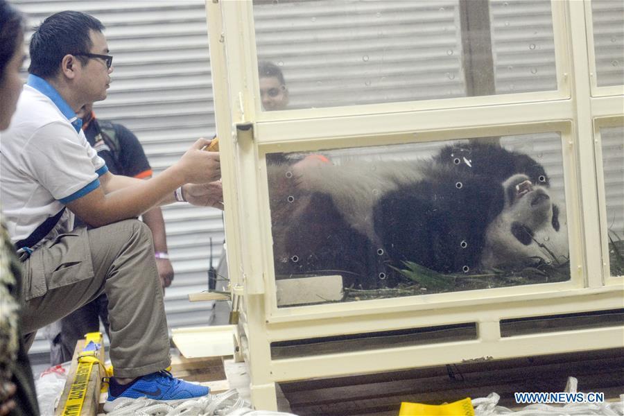Un panda né en Malaisie de retour en Chine