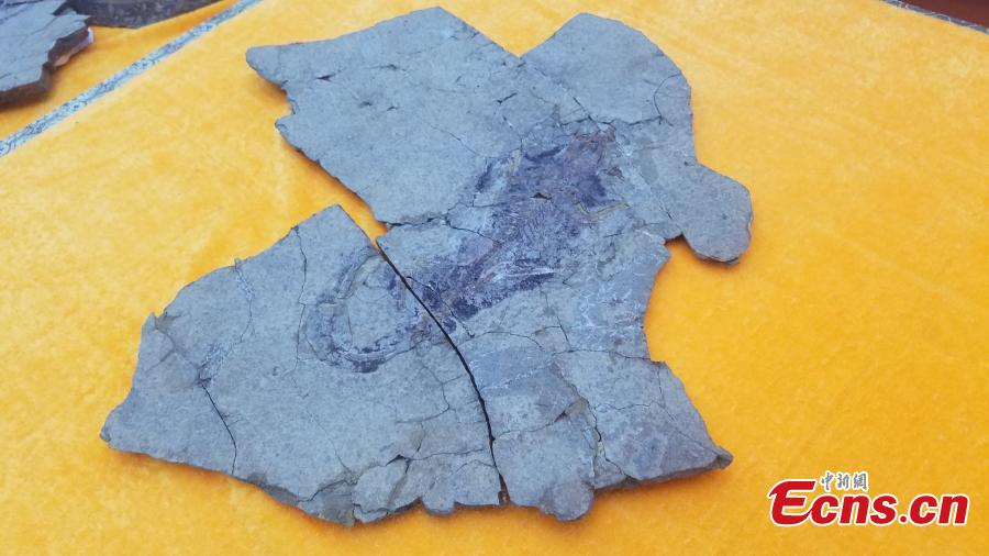 Liaoning : découverte de fossiles des premiers mammifères