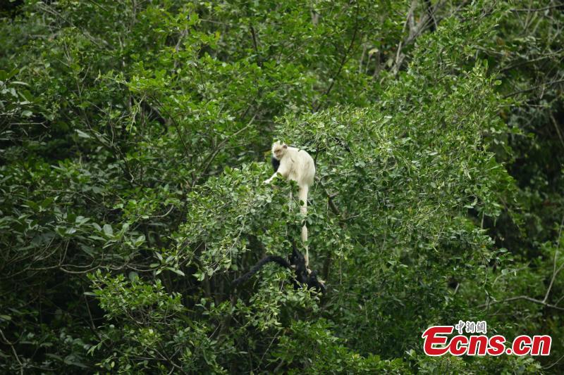Un singe très rare aper?u dans le sud de la Chine