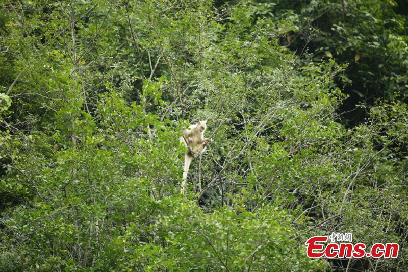 Un singe très rare aper?u dans le sud de la Chine