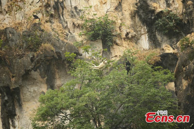 Un singe très rare aper?u dans le sud de la Chine
