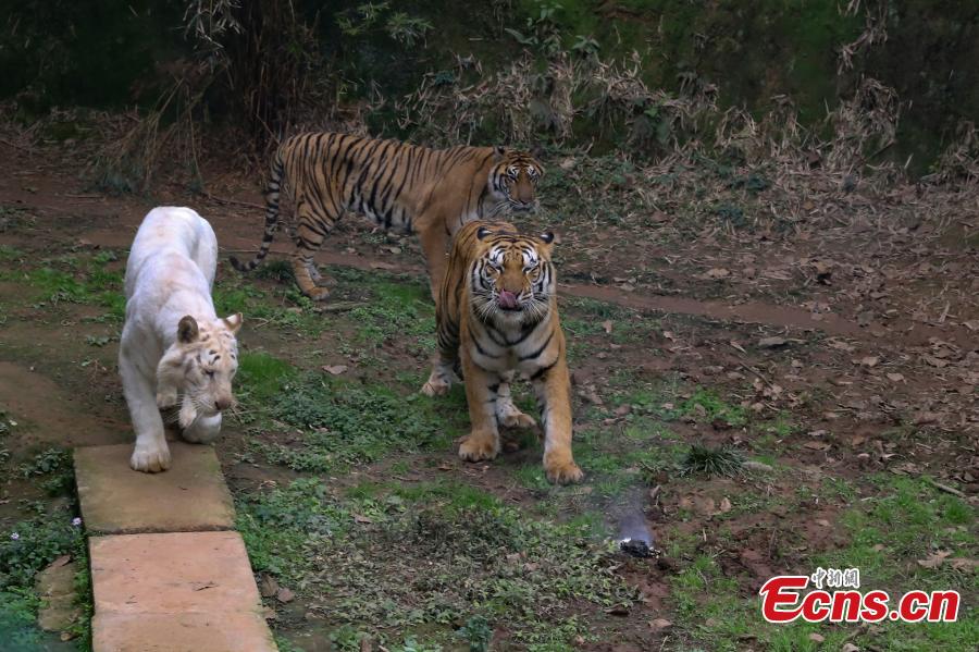 Chongqing : des tigres s'attaquent à un drone
