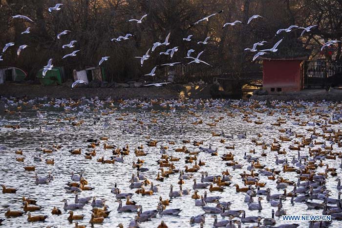 L'étang du Roi Dragon de Lhassa, refuge des oiseaux migrateurs 