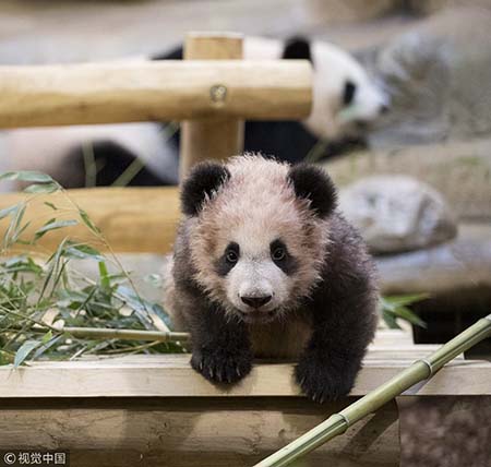 Débuts publics de Yuan Meng, le premier bébé panda né en France