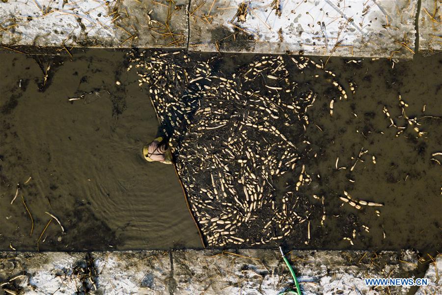 Récolte des racines de lotus dans la Nouvelle Zone de Xiongan