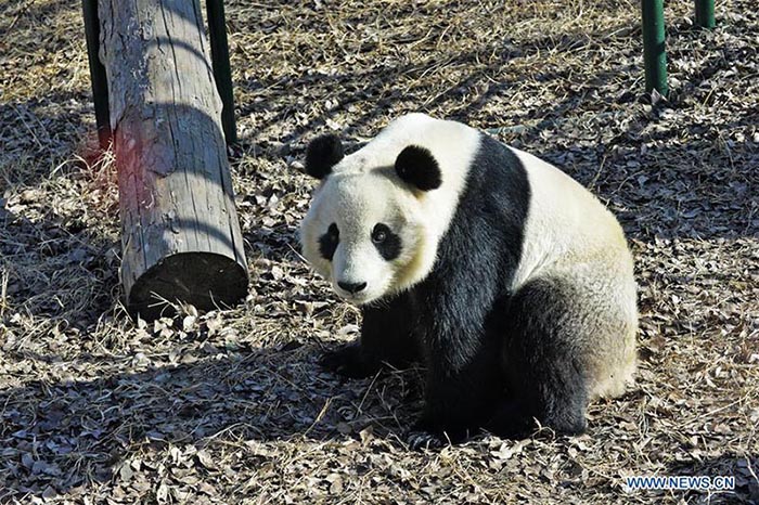 Réouverture au public de l'enclos des pandas géants du zoo de Tianjin