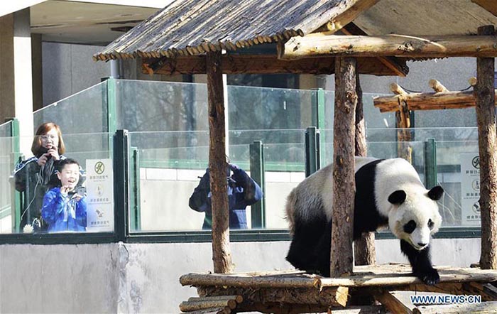 Réouverture au public de l'enclos des pandas géants du zoo de Tianjin